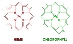 (left) Heme (right) Chlorophyll